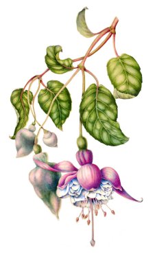 suluboya çiçek botanik illüstrasyon, yeşil yaprakları, beyaz arka plan üzerinde izole vahşi Bahçe pembe fuşya çiçekler,.