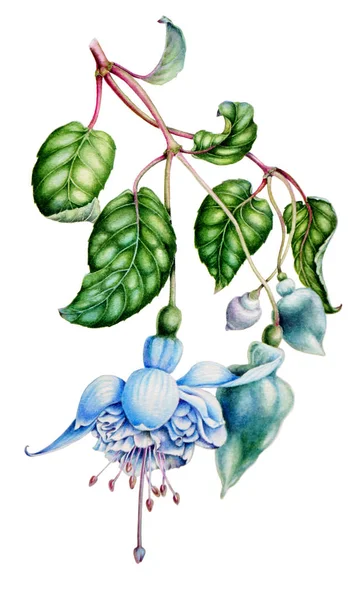 水彩花の植物イラスト、緑の葉、野生の庭白フクシアの花、白い背景で隔離. — ストック写真