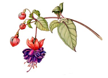 Fuşya bir çiçek tomurcukları ile botanik suluboya grafik illüstrasyon