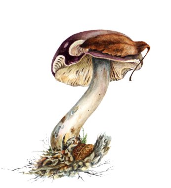 Russula mantar yosun kırmızı kapaklı.