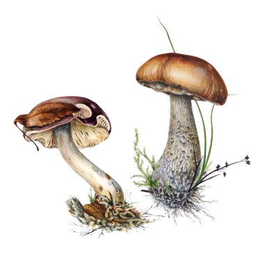 Russula mantar ve kahverengi huş mantar kapaklar çim botanik suluboya çizimler bir dizi