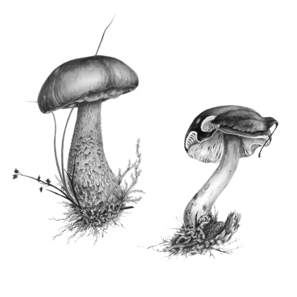 Uppsättning av botaniska svartvita illustrationer av russula svamp och brun Björk svamp mössor i gräs — Stockfoto