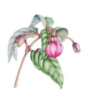 tomurcukları ve çilek plusii ile güzel şube