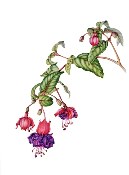 Belle branche de fuchsia avec fleurs, bourgeons et baies — Photo