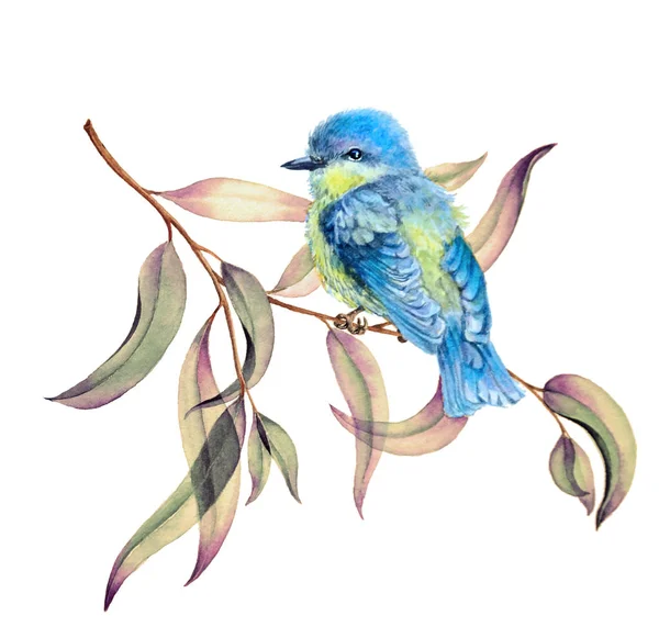 Птичка на ветвях эвкалипта — стоковое фото