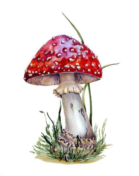 Watercolor Botanical illustration of fly agaric red isolated on white background.