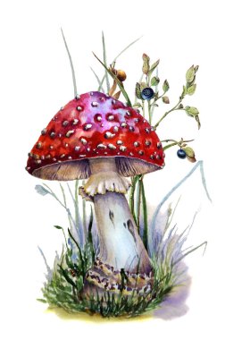 Suluboya botanik çim beyaz arka plan üzerinde izole kırmızı sinek agaric çizim. Duvar kağıdı, kumaş, kartpostal için kullanılabilir.