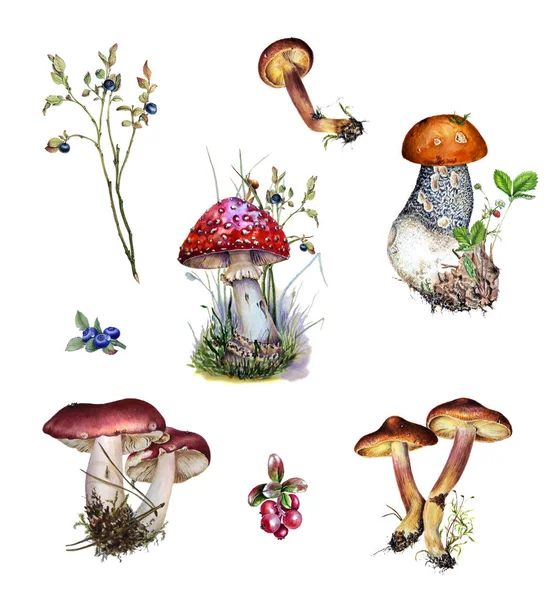 Serie di illustrazione botanica di piante forestali, bacche e funghi — Foto Stock