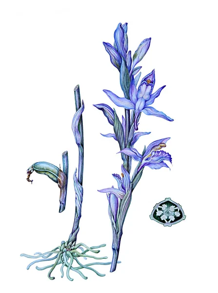 Цветы и почки дикой Orchid Limodorum abortivum — стоковое фото