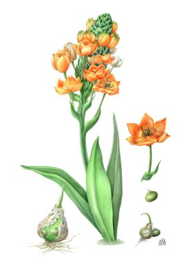 dubium Ornithogalum. Beautiful orange flower with large clipart