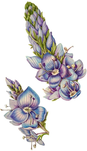 Aquarelle Illustration botanique de fleurs et bourgeons sauvages de Veronica — Photo