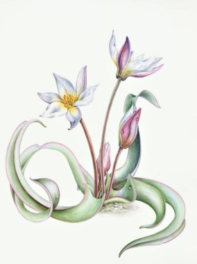 Wild tulips in steppes Tulipa biflora with beautiful leaves clipart