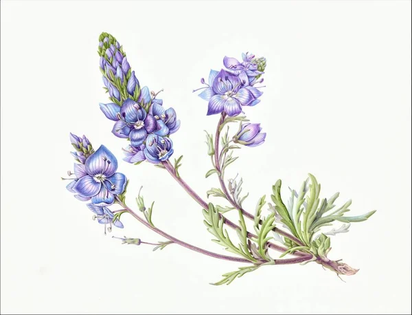 WaterColor botaniska illustration av vilda Veronica blommor och knoppar — Stockfoto