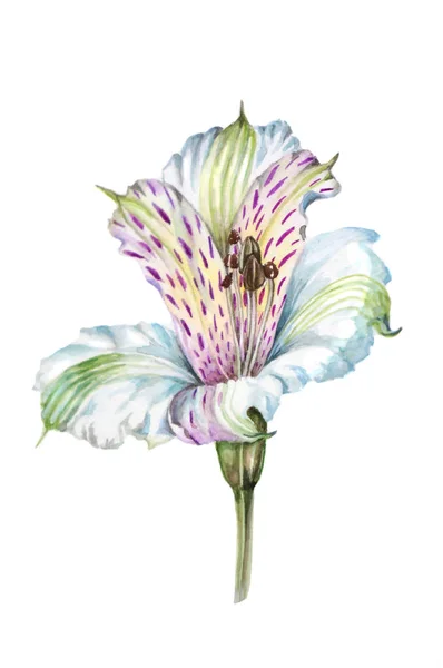 Υδατογραφία εικονογράφηση όμορφων τροπικών λουλουδιών Alstroemeria — Φωτογραφία Αρχείου