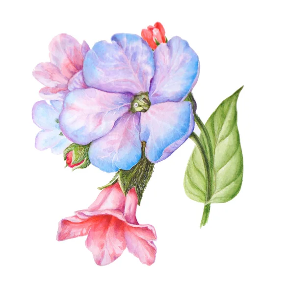 白い背景にメドゥニカの花のイラスト — ストック写真