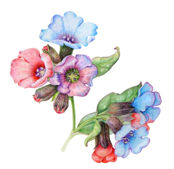 Bir ciğerotu pembe ve mavi çiçek Illustration — Stok fotoğraf