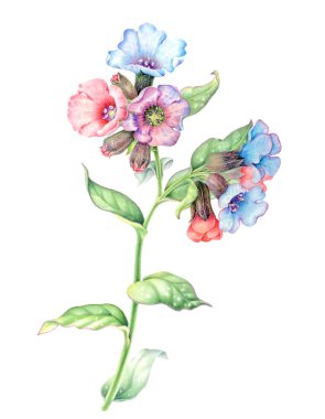 bir ciğerotu pembe ve mavi çiçek Illustration