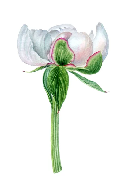 Illustration aquarelle dessinée à la main d'une branche isolée de pivoine blanche avec fleur et feuilles — Photo