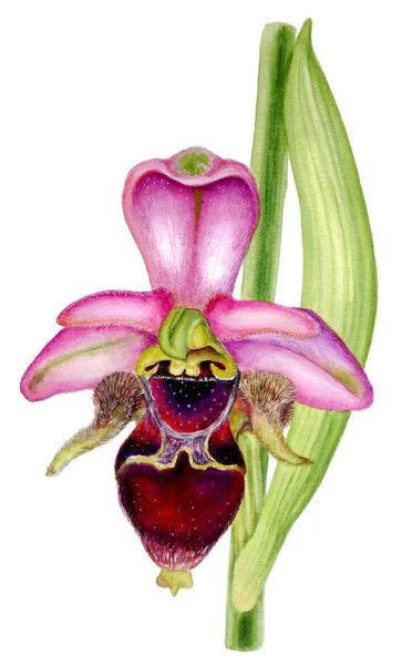 Acuarela Ilustración botánica de flor de orquídea silvestre Ophrys oestrifera aislada sobre fondo blanco . —  Fotos de Stock