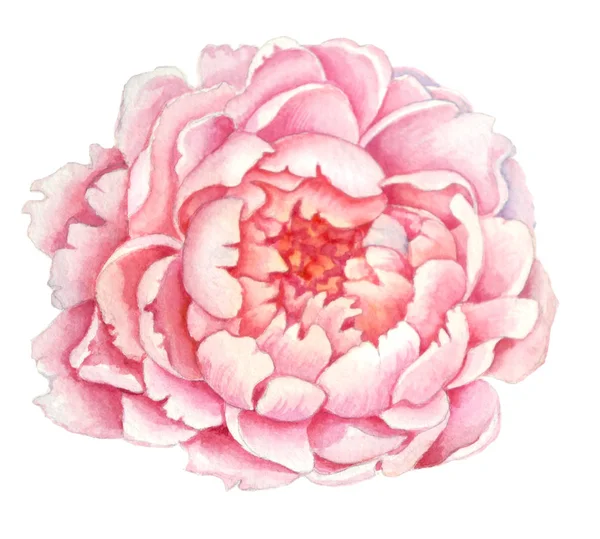 Rosa Peônia flor, flor de uma bela peônia delicada árvore rosa — Fotografia de Stock