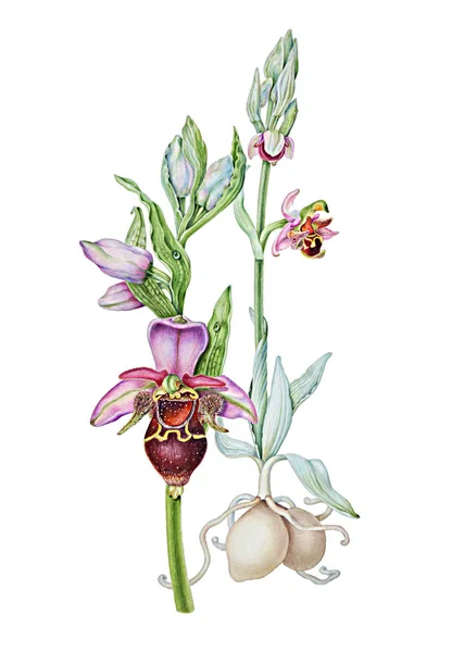 Acuarela Ilustración botánica de flor de orquídea silvestre Ophrys oestrifera aislada sobre fondo blanco . —  Fotos de Stock