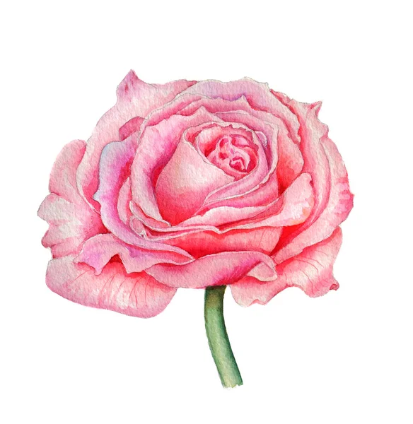 Pink rose flower on an isolated white background — Stock Photo, Image