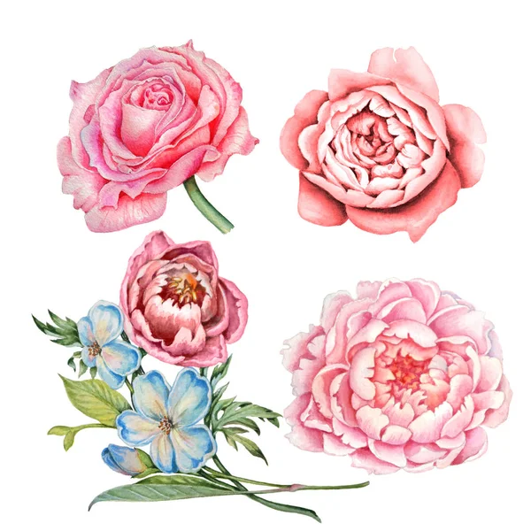 Set of watercolor images of pink rose and peony flowers — Stock Photo, Image