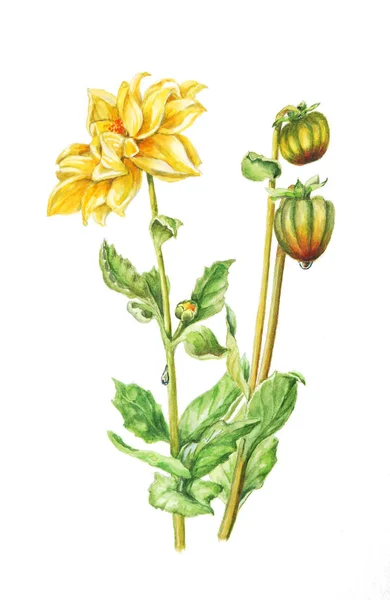 Botanical watercolor illustration of a yellow Dahlia with flowers, leaves, buds and dew drops. — Stock Photo, Image