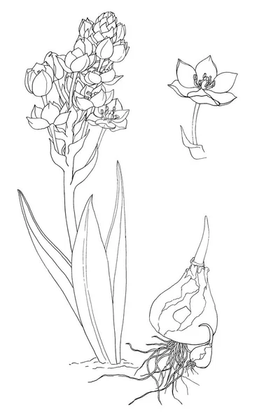 Ilustracja wyściółki kwiatu Śniedek dubium do malowania — Zdjęcie stockowe
