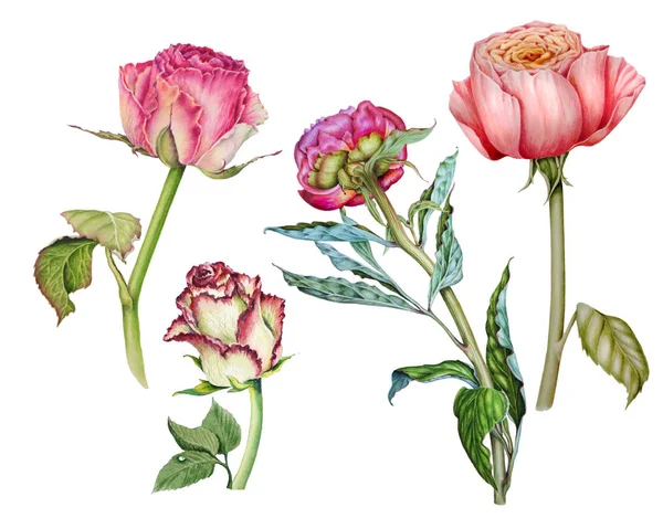 Набір акварельних ілюстрацій, що зображують ніжні троянди та півонії — стокове фото