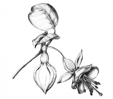 çiçeklerle fuşya tasvir grafik siyah beyaz resimler