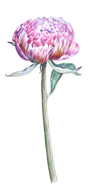 uzun bir kök üzerinde çiçek açan şakayık çiçeği