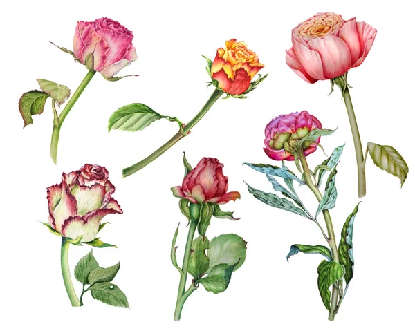 Conjunto de ilustrações em aquarela retratando rosas e peônias delicadas — Fotografia de Stock