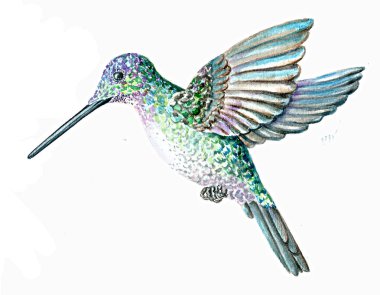 Beyaz bir arka planda güzel bir parlak Hummingbird suluboya Illustration