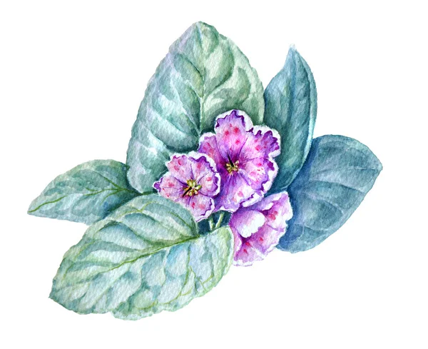 SaintPaulia çiçek ve yaprakları görüntü ile botanik Illustration. Resim beyaz bir arka planda yapılır. — Stok fotoğraf