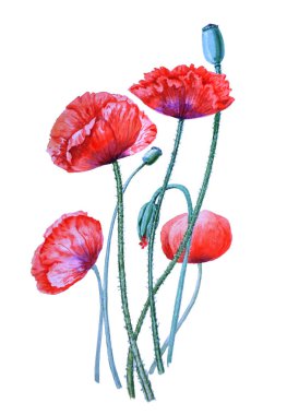 Çiçekli Kırmızı Poppies ve meyve kutuları Vintage botanik suluboya boyama.