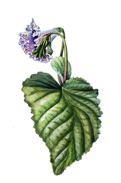 Acuarela Ilustración botánica de una flor y hojas de estreptocarpus sobre fondo blanco pintado a mano . —  Fotos de Stock