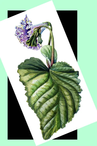 手描きの異なる色のフレームを背景にレンサクの花とストレプトカルプスの葉の水彩植物図. — ストック写真