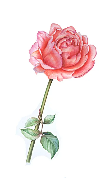 Watercolor Botanical illustration depicting a delicate rose floribunda on a white background hand painted. — Stock Photo, Image