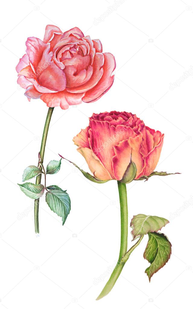 Set of Watercolor Botanical illustrations depicting two delicate roses floribunda on a white background hand painted.