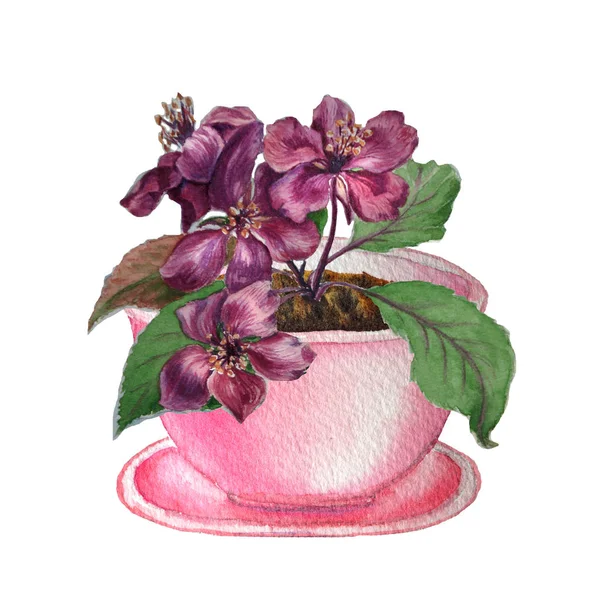Watercolor sketch of pink flower pot with bright flowering branch isolated on white. — Stock Image Watercolor sketch of pink flower pot with bright flowering branch isolated on white. Stock Photo