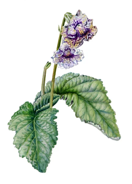 Croquis aquarelle de fleurs de streptocarpus lumineux avec des fleurs et des feuilles isolées sur fond blanc . — Photo