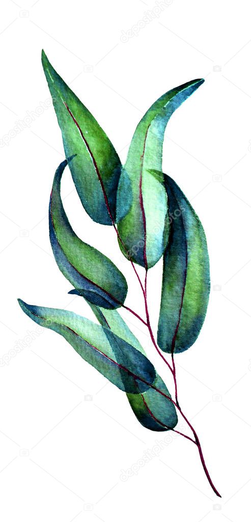 Watercolor sketch of bright willow leaves isolated on white background. Use to create cards, fabrics, paper.