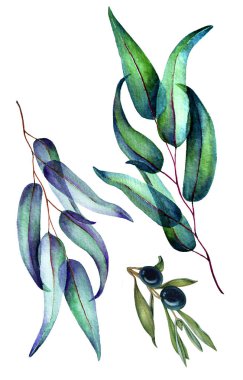Parlak söğüt ve zeytin yaprakları suluboya kroki beyaz arka plan üzerinde izole. Kart, kumaş, kağıt oluşturmak için kullanın.