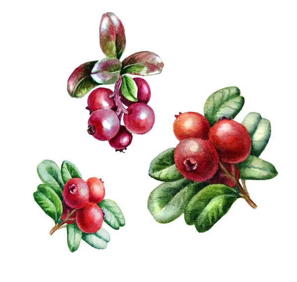 Aquarel schets van heldere Cranberry bessen met bladeren geïsoleerd op witte achtergrond. — Stockfoto