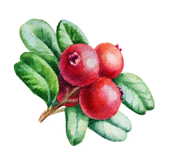 Aquarel schets van heldere Cranberry bessen met bladeren geïsoleerd op witte achtergrond. Gebruikt om kaarten, stoffen, papier te maken. — Stockfoto