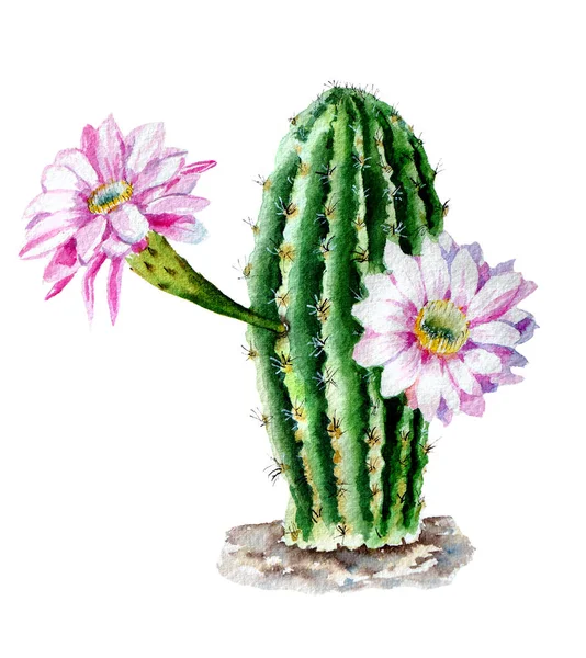Aquarell-Skizze des Kaktus Echinopsis oxygona mit Blüten auf weißem Hintergrund. — Stockfoto