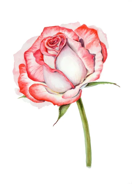 Red and white rose isolated on white background — Stock Photo, Image