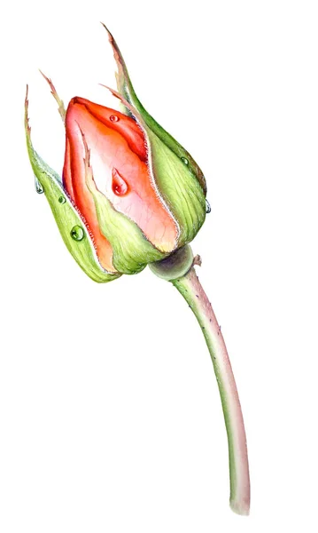 Closeup Red Rose Bud isolado em fundo branco — Fotografia de Stock
