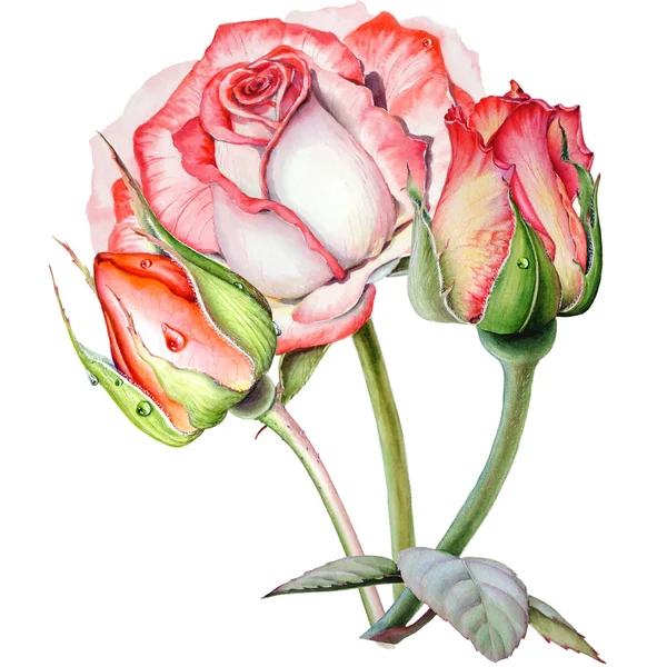 Disegno botanico ad acquerello con composizione romantica di tre rose rosa gialle — Foto Stock